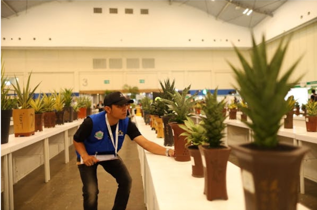 Belajar Usaha Budidaya Tanaman Hias Tanduk Rusa di FLOII Expo 2024