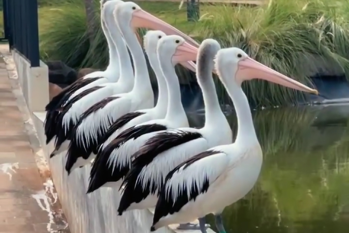 5 Ekosistem Unik di Aviary Park Indonesia: Jelajah Dunia dalam Satu Tempat_Trends.co.id