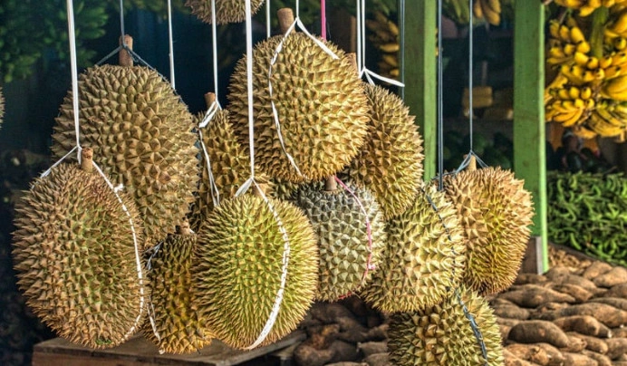 AA Kadu Dorong Pengembangan Industri Durian Indonesia